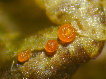 Filicupula suboperculata