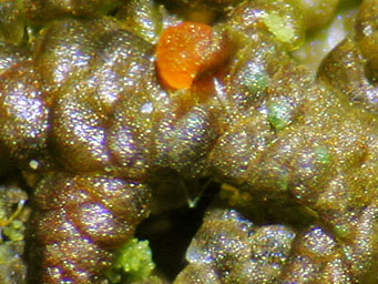 Filicupula suboperculata