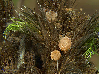 Lamprospora angularis