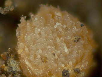 Lamprospora angularis