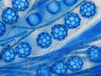Lamprospora angularis