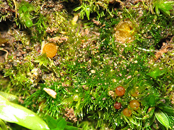 Lamprospora seaveri, apothecia with Ephemerum minutissimum