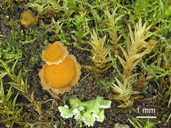 Lamprospora arvensis, apothecia between shoots of Ceratodon purpureus