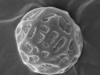 Lamprospora arvensis, spores