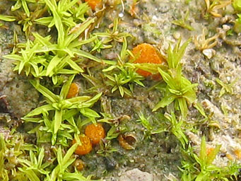 Lamprospora benkertii, apothecia