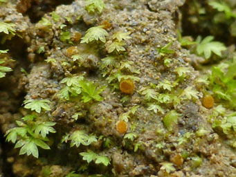 Lamprospora bulbiformis, apothecia between shoots of Fissidens viridulus