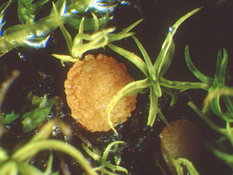 Lamprospora cailletii