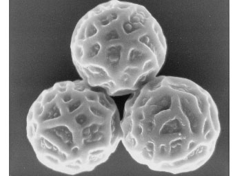 Lamprospora cailletii