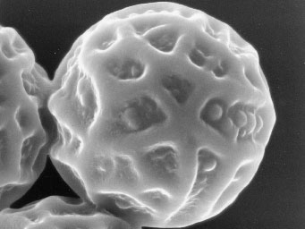 Lamprospora cailletii
