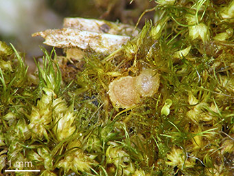 Lamprospora campylopodis