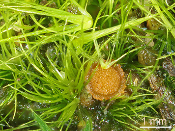 Lamprospora campylopodis