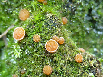 Lamprospora campylopodis, apothecia
