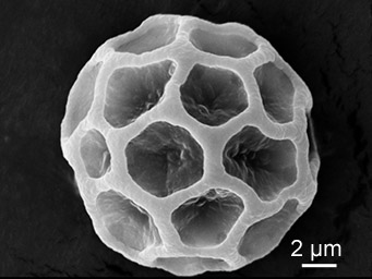 Lamprospora campylopodis, asci with ascospores