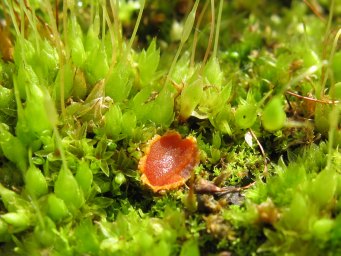 Lamprospora carbonicola, apothecia