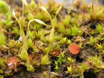Lamprospora carbonicola, apothecia