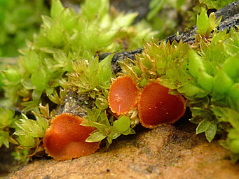 Lamprospora carbonicola, apothecia with Funaria hygrometrica