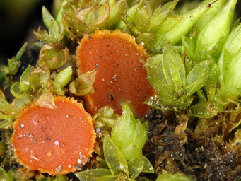 Lamprospora carbonicola, apothecia