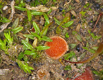 Lamprospora densireticulata, apothecium