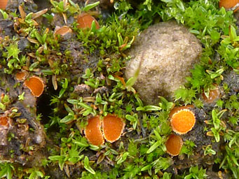 Lamprospora densireticulata