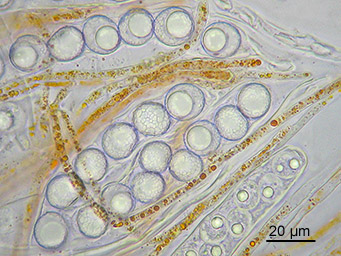 Lamprospora densireticulata, spores