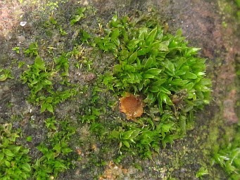 Lamprospora dictydiola, apothecium