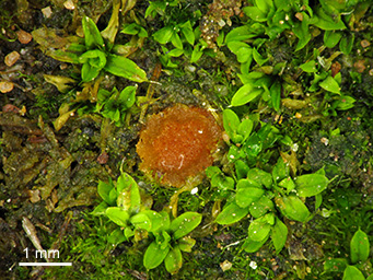 Lamprospora dictydiola, Apothecium
