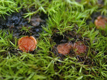 Lamprospora ditrichi, apothecia