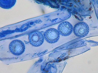 Lamprospora ditrichi, ascospores