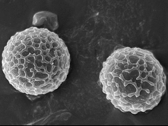 Lamprospora ditrichi, ascospores
