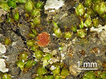 Lamprospora ecksteinii, apothecium