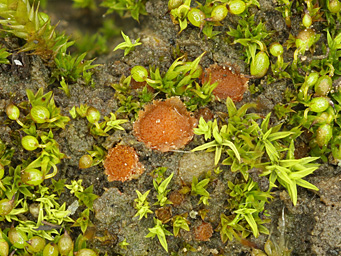 Lamprospora ecksteinii, apothecium