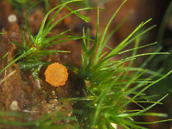 Lamprospora esterlechnerae