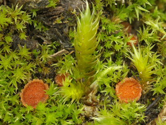 Lamprospora feurichiana