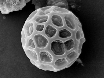 Lamprospora feurichiana