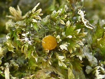 Lamprospora gibbosa, apothecia between shoots of Fissidens crassipes