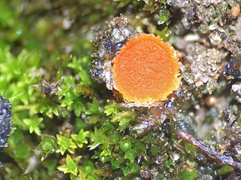 Lamprospora gotlandica, apothecium