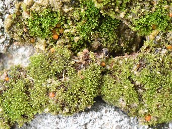 Lamprospora gyroweisiae