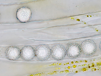 Lamprospora gyroweisiae