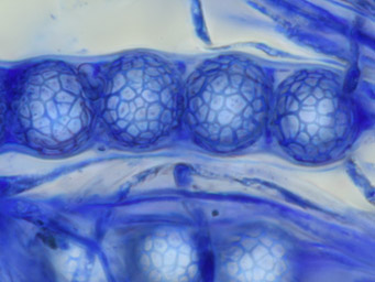 Lamprospora hanffii, spores