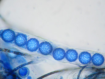 Lamprospora hispanica