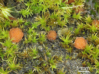 Lamprospora kristiansenii, apothecia between shoots of Ceratodon purpureus