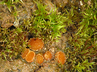 Lamprospora kristiansenii