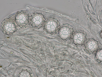 Lamprospora kristiansenii
