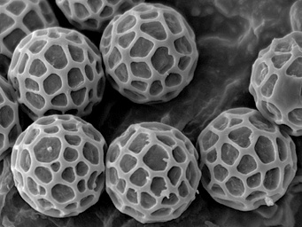 Lamprospora kristiansenii