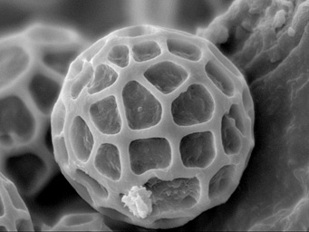 Lamprospora kristiansenii
