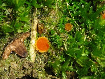 Lamprospora lubicensis, apothecia