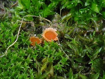 Lamprospora lubicensis, apothecia