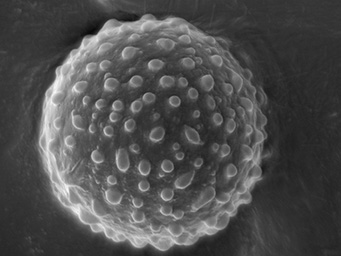Lamprospora lubicensis, ascospore