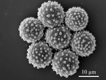 Lamprospora lubicensis, SEM-image of ascospores