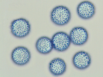 Lamprospora lutziana